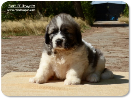 Cachorro mastin del Pirineo camada "M" de Reis D'Aragón