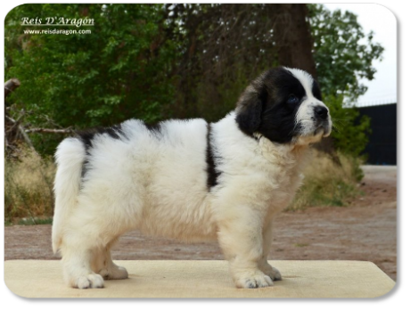 Cachorro mastin del Pirineo camada "M" de Reis D'Aragón