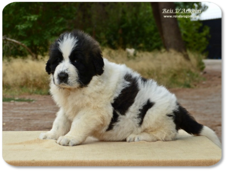 Cachorra mastin del Pirineo camada "M" de Reis D'Aragón