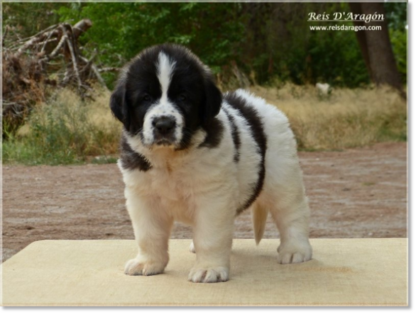 Cachorros mastin del Pirineo de Reis D'Aragón