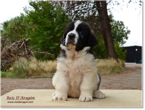 Cachorros mastin del Pirineo de Reis D'Aragón