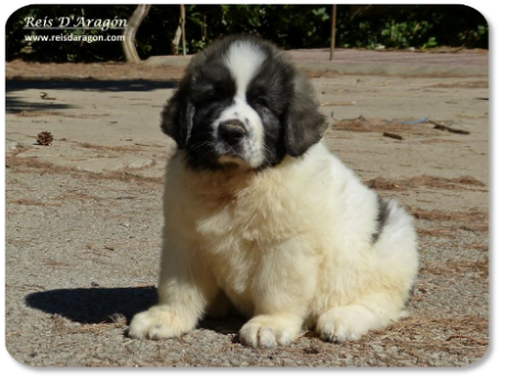 Cachorro mastin del Pirineo camada "M" de Reis D'Aragón