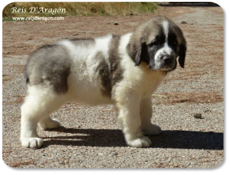 Cachorra mastin del Pirineo camada "M" de Reis D'Aragón