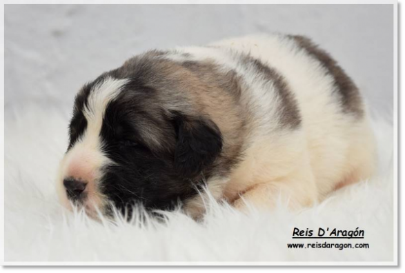 Cachorra mastín del Pirineo Alloza de Reis D'Aragón