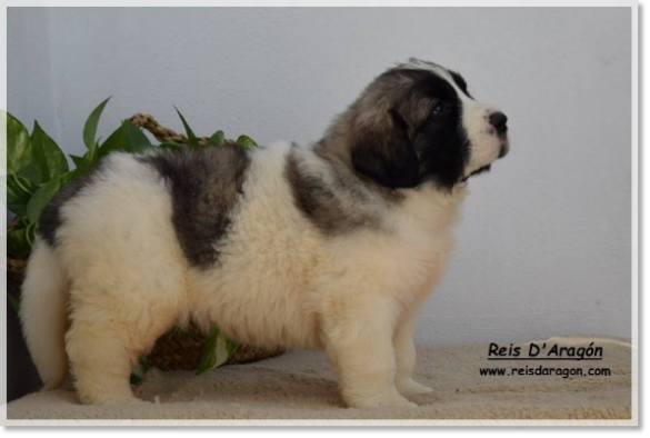 Cachorra mastín del Pirineo Alloza de Reis D'Aragón