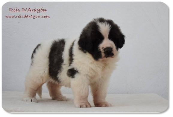 Cachorro mastin del Pirineo camada "E2" de Reis D'Aragón