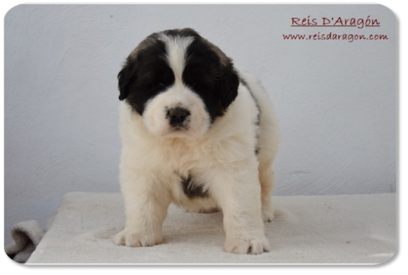 Cachorra mastin del Pirineo camada "F2" de Reis D'Aragón