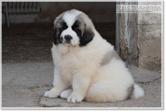 Cachorro mastín del Pirineo camada "F2" Cachorro mastín del Pirineo camada "F2"