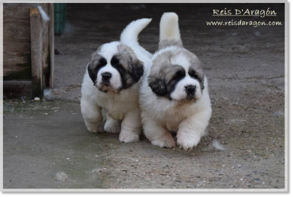 Cachorros mastín del Pirineo camada "G2" Cachorros mastín del Pirineo camada "G2"