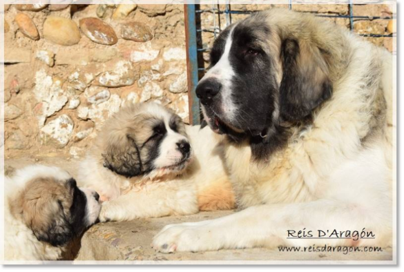 Cachorros mastín del Pirineo camada "G2" con su madre Cachorros mastín del Pirineo camada "G2" con su madre