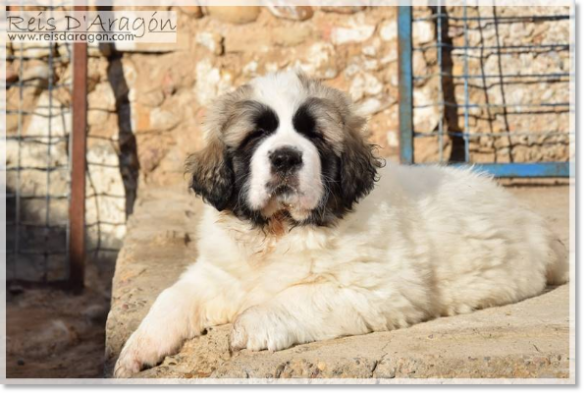 Cachorro mastín del Pirineo camada "G2" Cachorro mastín del Pirineo camada "G2"