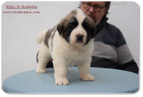 Cachorra mastin del Pirineo camada "H2" de Reis D'Aragón Cachorra mastin del Pirineo camada "H2" de Reis D'Aragón