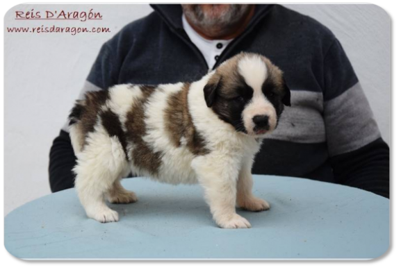 Cachorra mastin del Pirineo camada "H2" de Reis D'Aragón Cachorra mastin del Pirineo camada "H2" de Reis D'Aragón