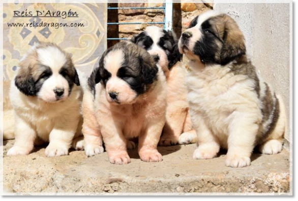 Cachorros mastín del Pirineo camadas "H2" "I2" Cachorros mastín del Pirineo camadas "H2" "I2"