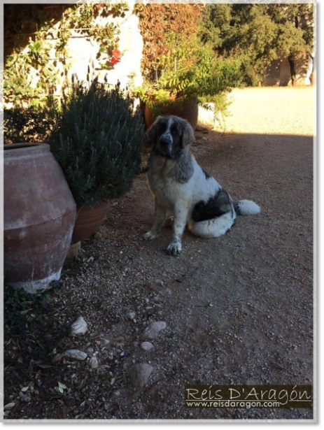 Cachorro Mastin del Pirineo Pardinella de Reis D'Aragón