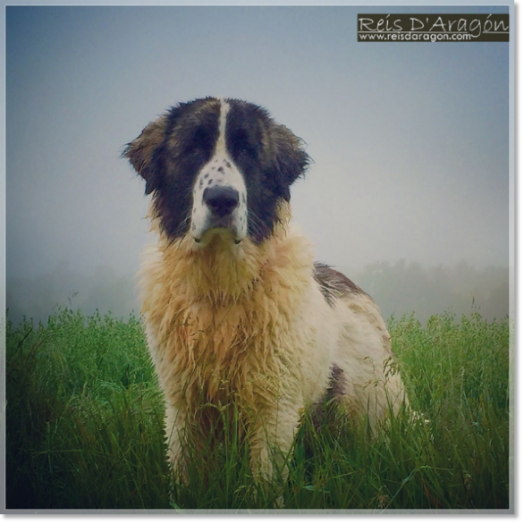 Cachorra Mastin del Pirineo Jasa de Reis D'Aragón