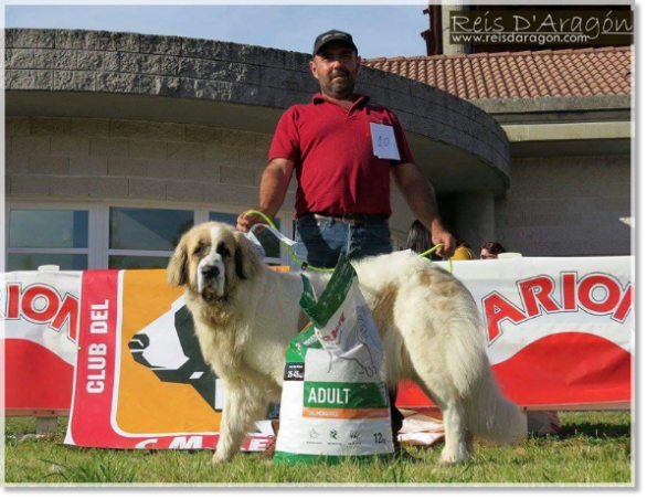 Cachorra Mastin del Pirineo Liesa de Reis D'Aragón