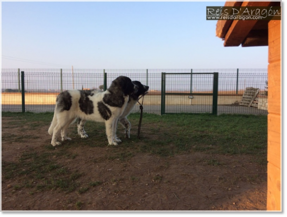 Cachorras Mastin del Pirineo Morilla y Miz de Reis D'Aragón