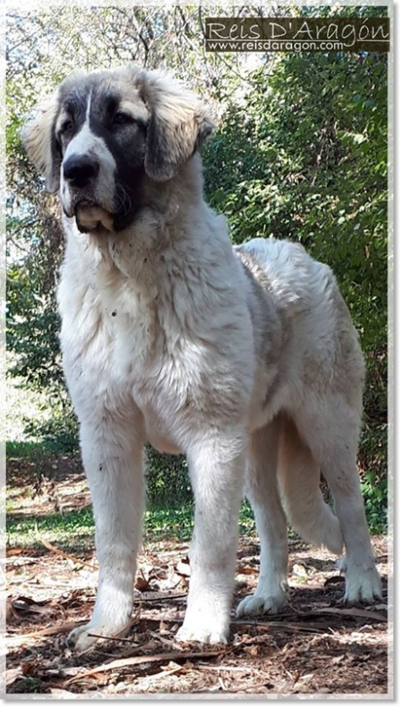 Cachorro Mastin del Pirineo Odina de Reis D'Aragón