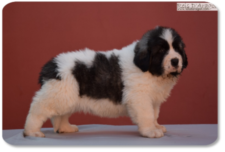 Cachorra mastin del Pirineo camada "S" de Reis D'Aragón