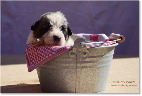 Cachorra mastin del Pirineo de Reis D'Aragón