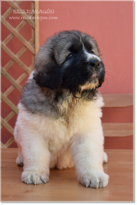 Cachorros mastin del Pirineo de Reis D'Aragón