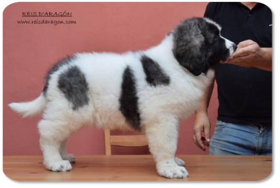 Cachorro mastin del Pirineo camada "T" de Reis D'Aragón