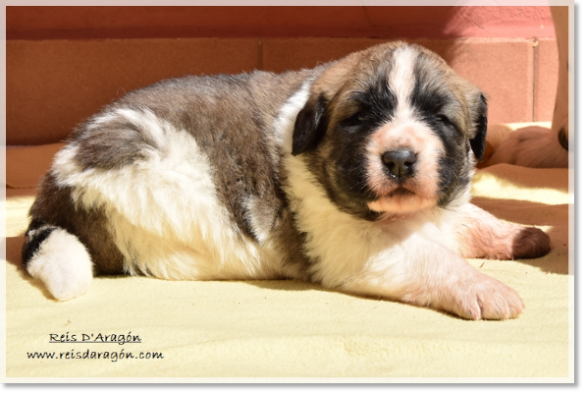 Cachorra mastín del Pirineo Villanúa de Reis D'Aragón. 4 semanas Cachorra Mastín del Pirineo Villanúa de Reis D'Aragón