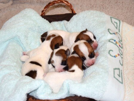 Cinco cachorros recién nacidos de Jack Russell Terrier en una cesta, camada de Reis D'Aragón.