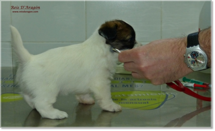 Cuidados del cachorro Jack Russell Terrier