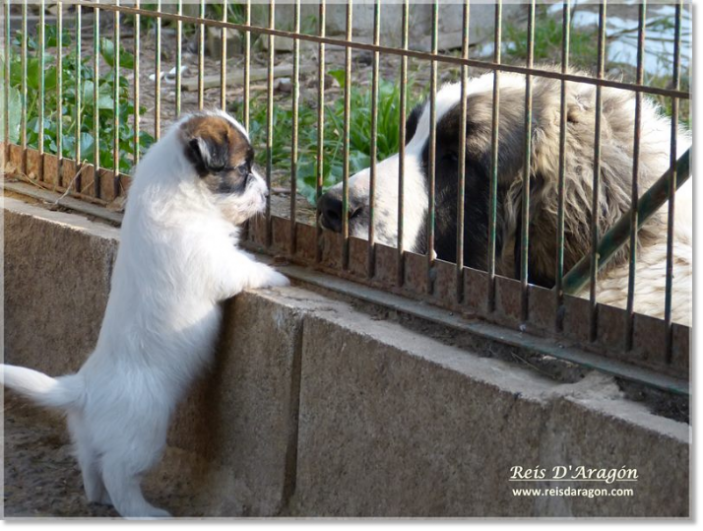 Cuidados del cachorro Jack Russell Terrier