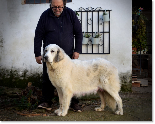 Hembra de Mastín del Pirineo posando en el criadero Reis D'Aragón, madre de la camada M2.