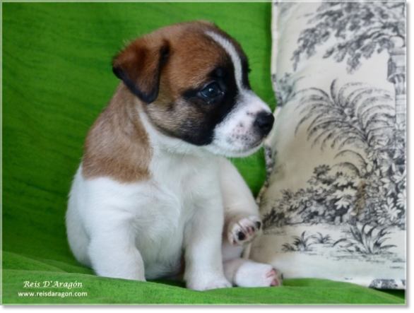 Cachorro Jack Russell Terrier de Reis D'Aragón. Camada "A"