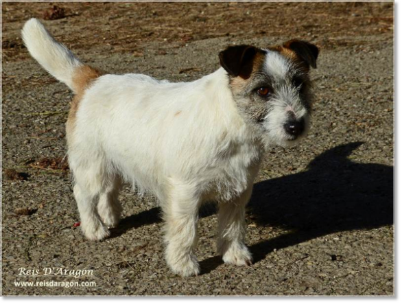 Jack Russell Terrier Lura de Gaspalleira