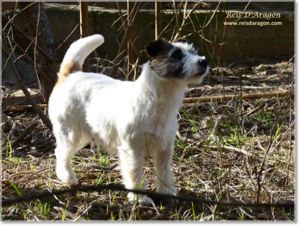 Jack Russell Terrier Lura de Gaspalleira