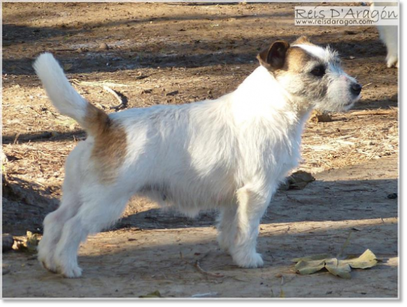 Jack Russell Terrier Lura de Gaspalleira