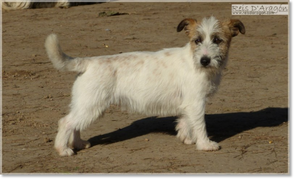 Jack Russell Terrier Brönte de Reis D'Aragón
