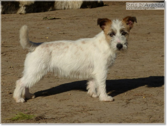 Jack Russell Terrier hembra Brönte de Reis D'Aragón