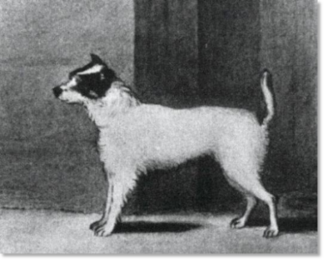 Historia y origen de la raza Jack Russell Terrier