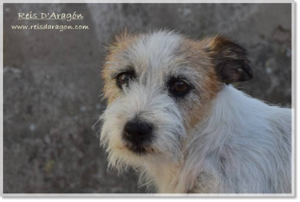 Jack Russell Terrier hembra Brönte de Reis D'Aragón