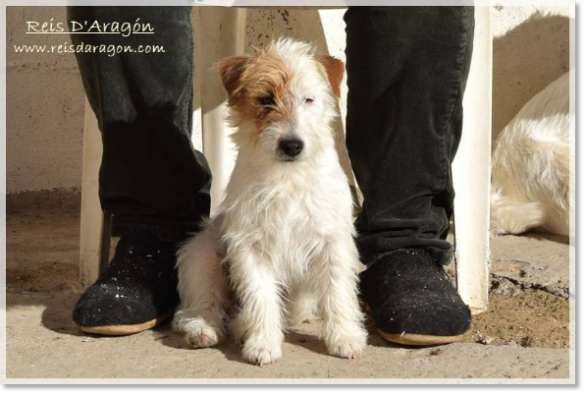 Jack Russell Terrier Campanilla de Reis D'Aragón Jack Russell Terrier Campanilla de Reis D'Aragón