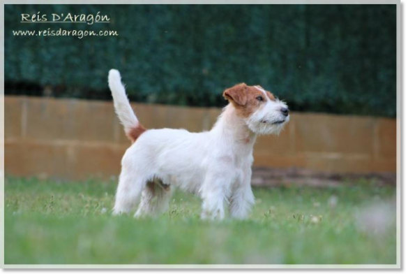 Jack Russell Terrier Horadada Mynor