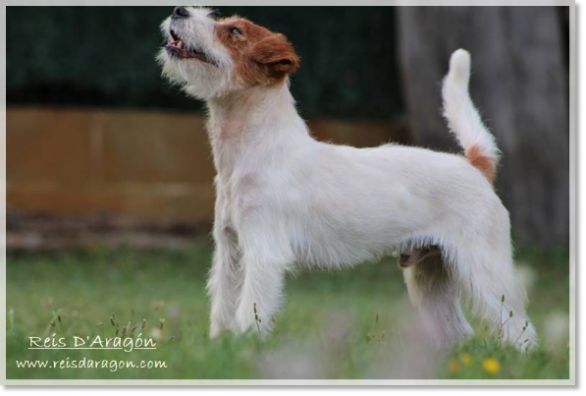 Cachorro Jack Russell Terrier Brönte de Reis D'Aragón