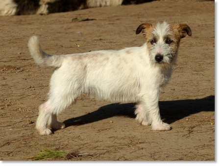 Brönte de Reis D’Aragón “Bronte”, Jack Russell Terrier en nuestra memoria