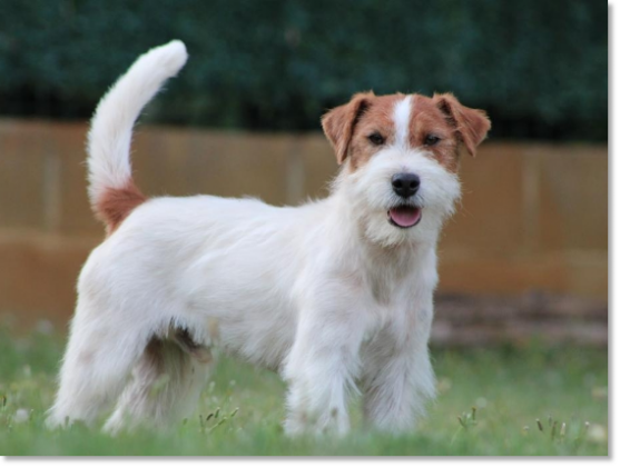 Macho Jack Russell Terrier Horadada Mynor "Champi", padre de camada en Reis D'Aragón