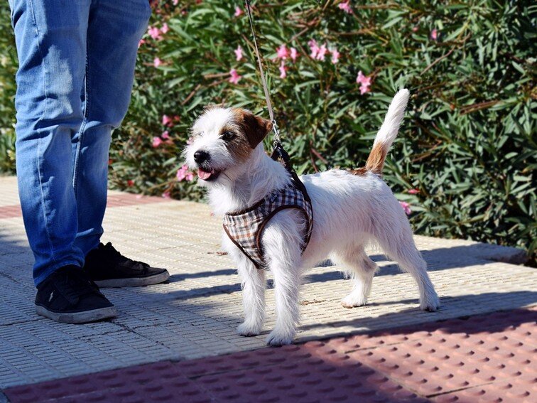 Fosforita de Reis D'Aragón, Jack Russell Terrier, posando de forma natural durante un paseo urbano en La Joyosa, Zaragoza