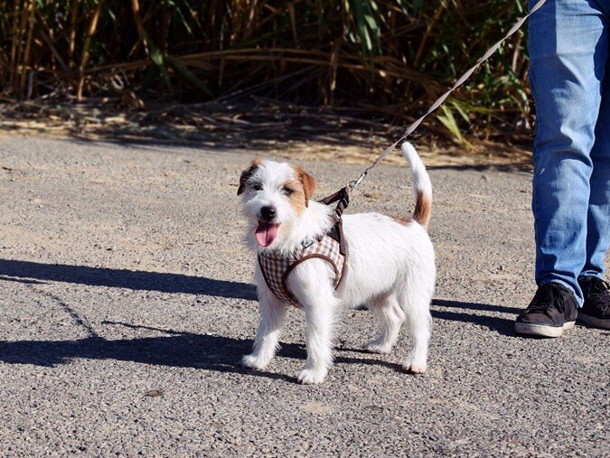 Fosforita de Reis D'Aragón, Jack Russell Terrier, paseando con arnés por un camino asfaltado con cañas en La Joyosa