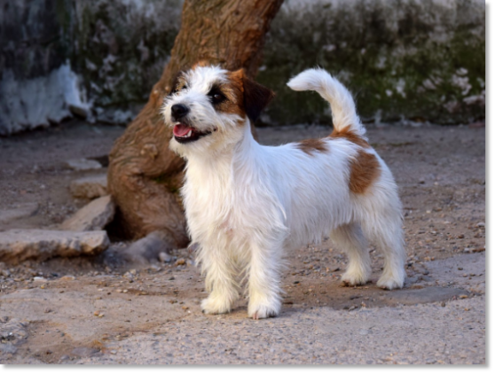 Romina Roc D’Auro “Romi”, hembra de Jack Russell Terrier de Reis D’Aragón