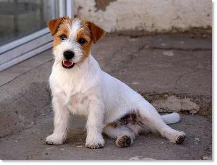 Estoico Calico “Sevi”, young Jack Russell Terrier in development