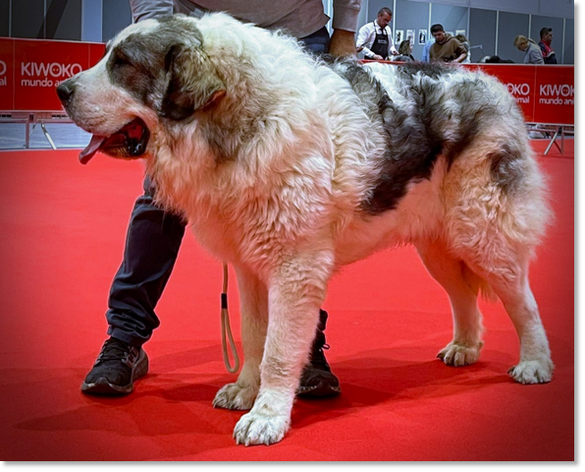 Macho de Mastín del Pirineo Kaiser de las Palmeras de la Dehesa, padre de la camada M2 de Reis D'Aragón.